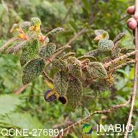 Alloplectus hispidus image