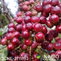 Cybianthus pastensis image