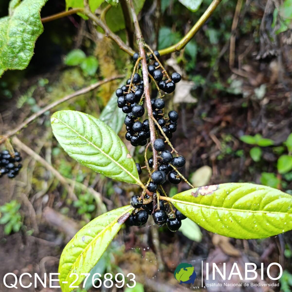 Cybianthus pastensis image