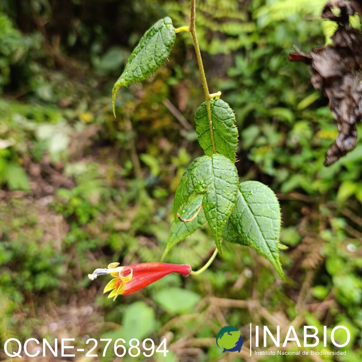 Siphocampylus brevicalyx image