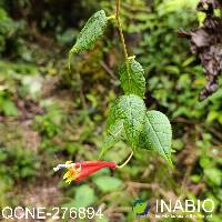 Image of Siphocampylus brevicalyx