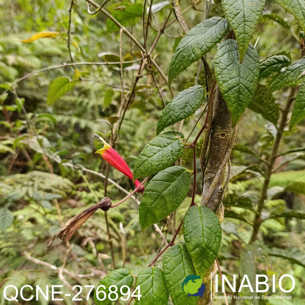 Siphocampylus brevicalyx image