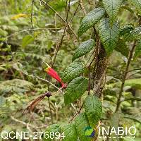 Siphocampylus brevicalyx image