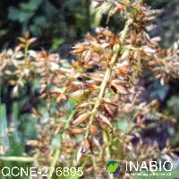 Chusquea elata image