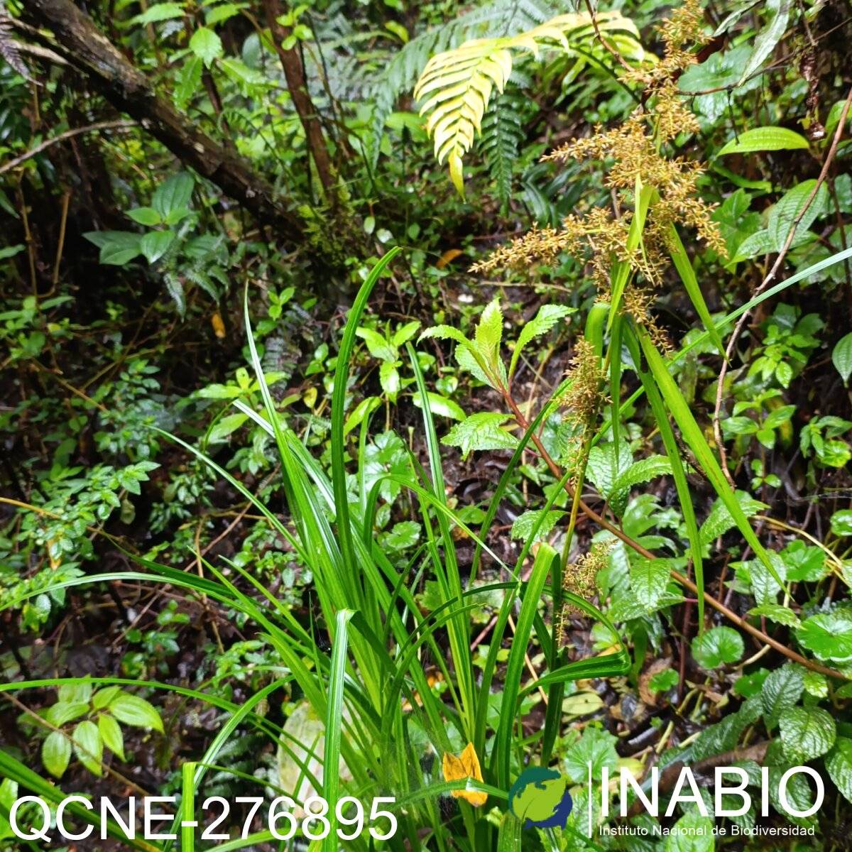 Chusquea elata image