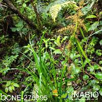 Chusquea elata image