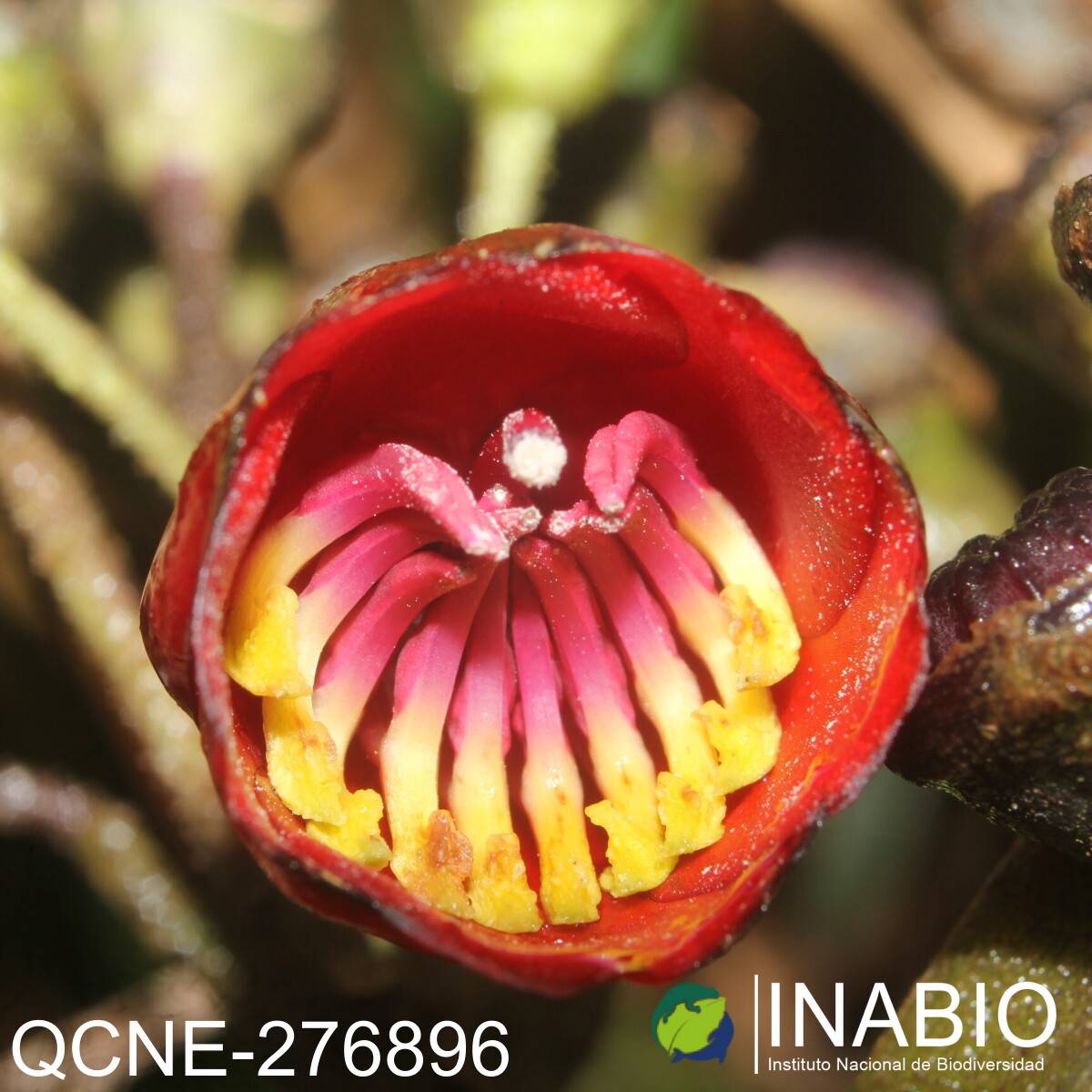 Meriania radula image