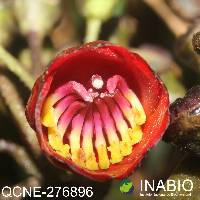 Meriania radula image