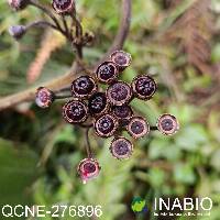 Meriania radula image