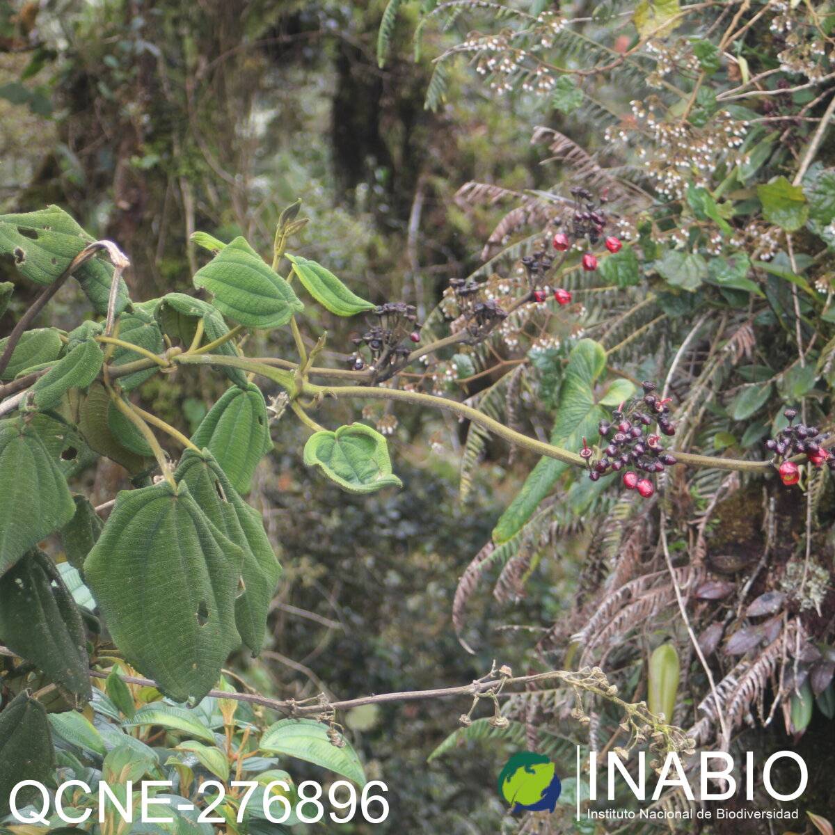 Meriania radula image