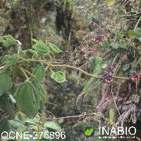 Meriania radula image