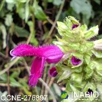 Salvia tortuosa image