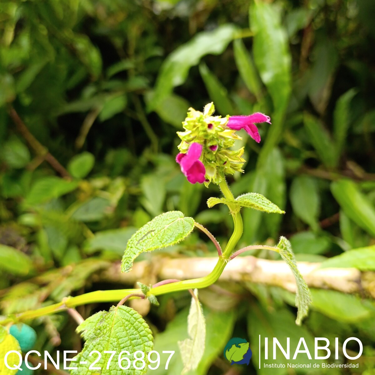 Salvia tortuosa image