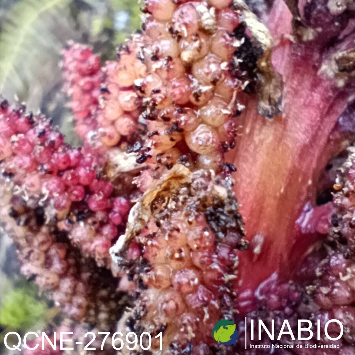 Gunnera brephogea image