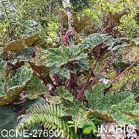 Image of Gunnera brephogea