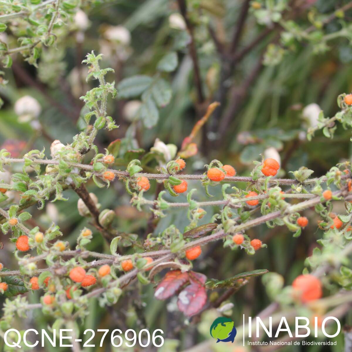 Galium hypocarpium image