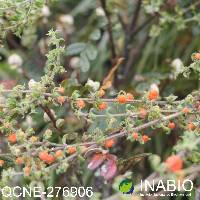 Image of Galium hypocarpium