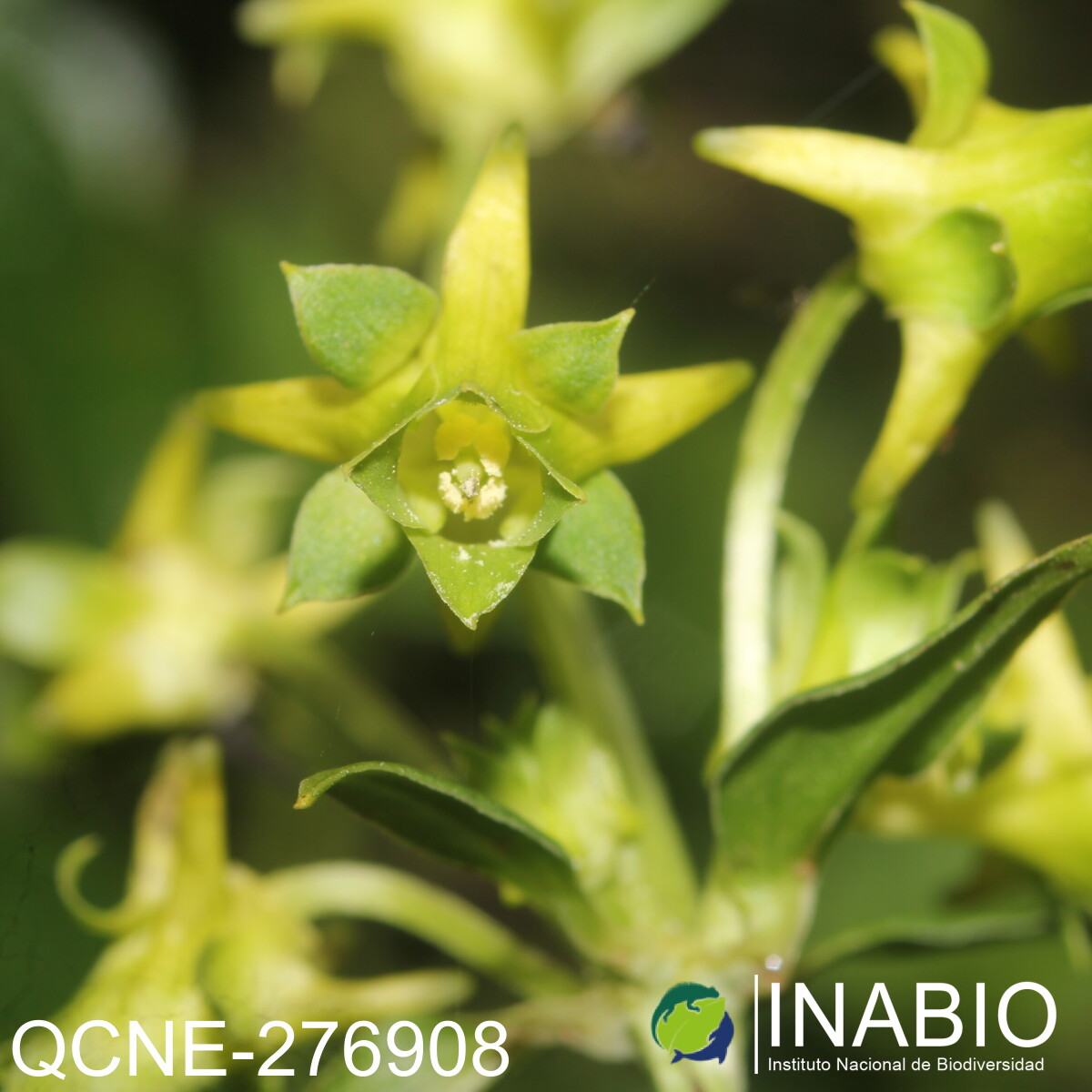 Halenia weddelliana image