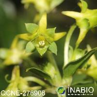 Halenia weddelliana image