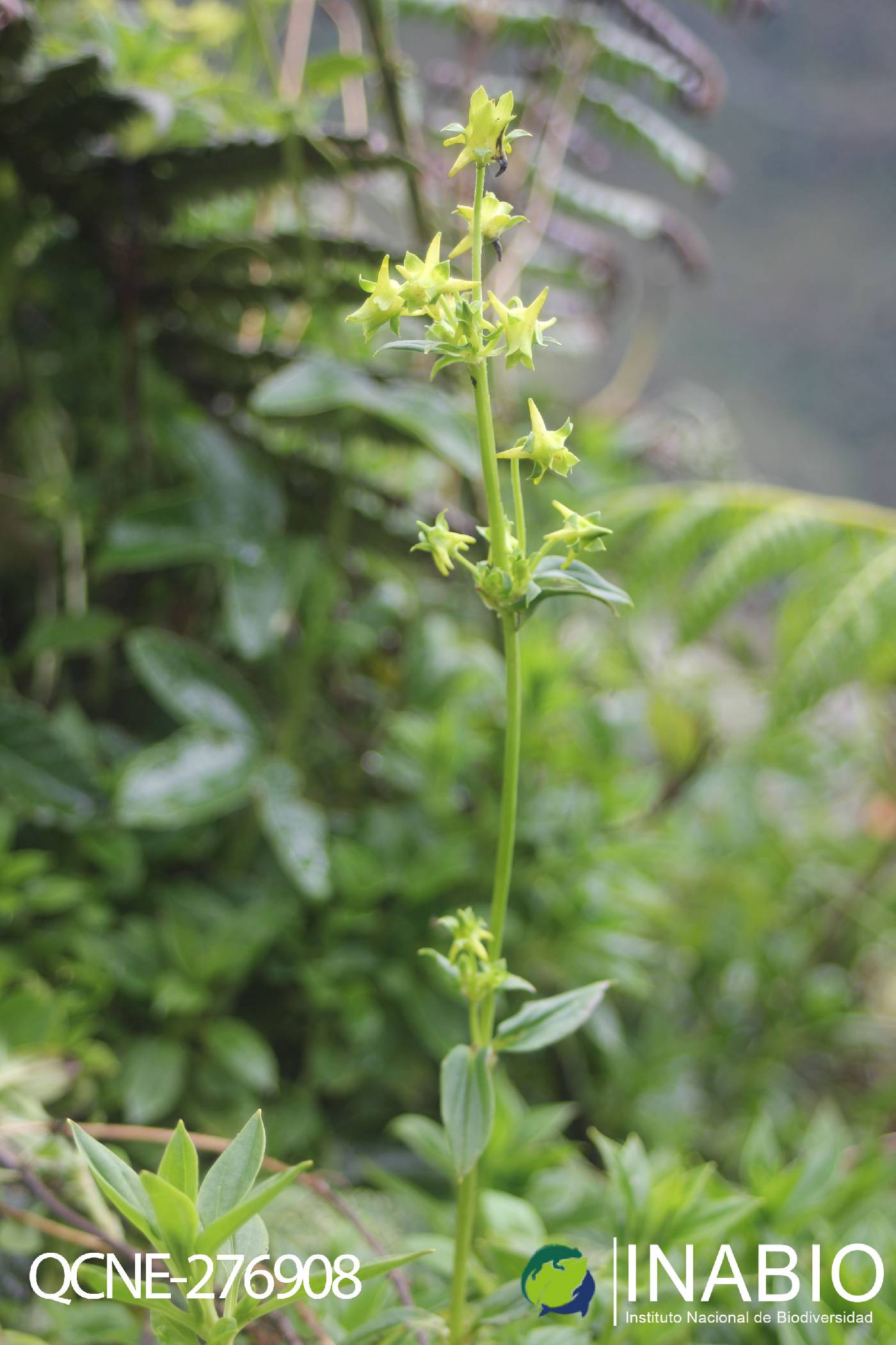 Halenia weddelliana image