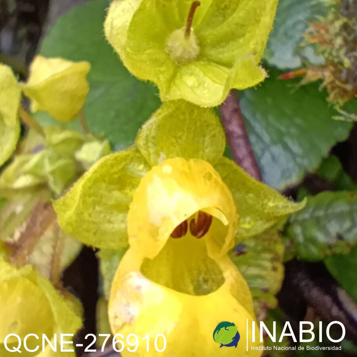 Calceolaria brachiata image