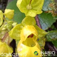 Image of Calceolaria brachiata