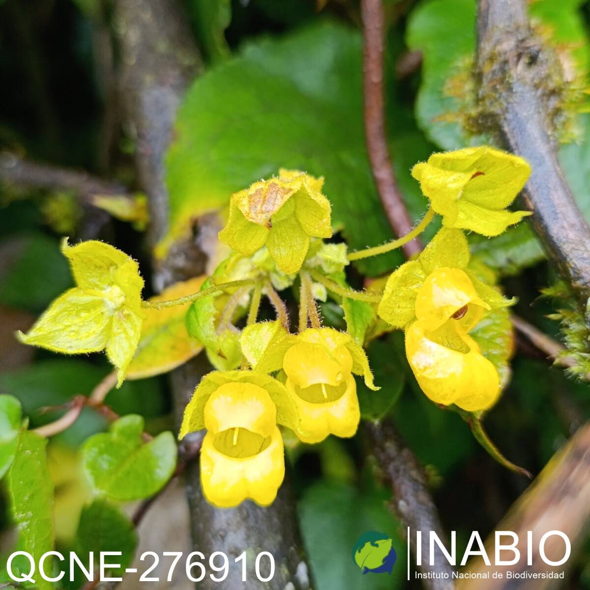 Calceolaria brachiata image