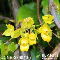 Calceolaria brachiata image