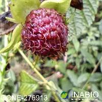 Rubus roseus image