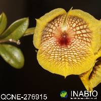 Image of Telipogon hausmannianus