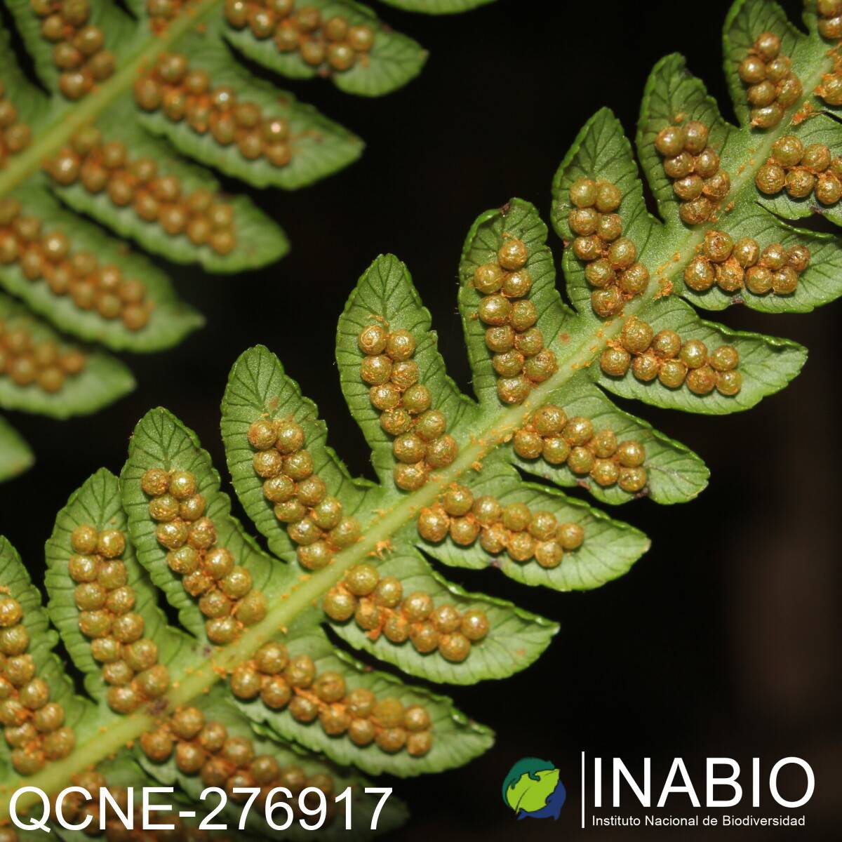 Cyathea tungurahuae image