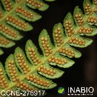 Image of Cyathea tungurahuae