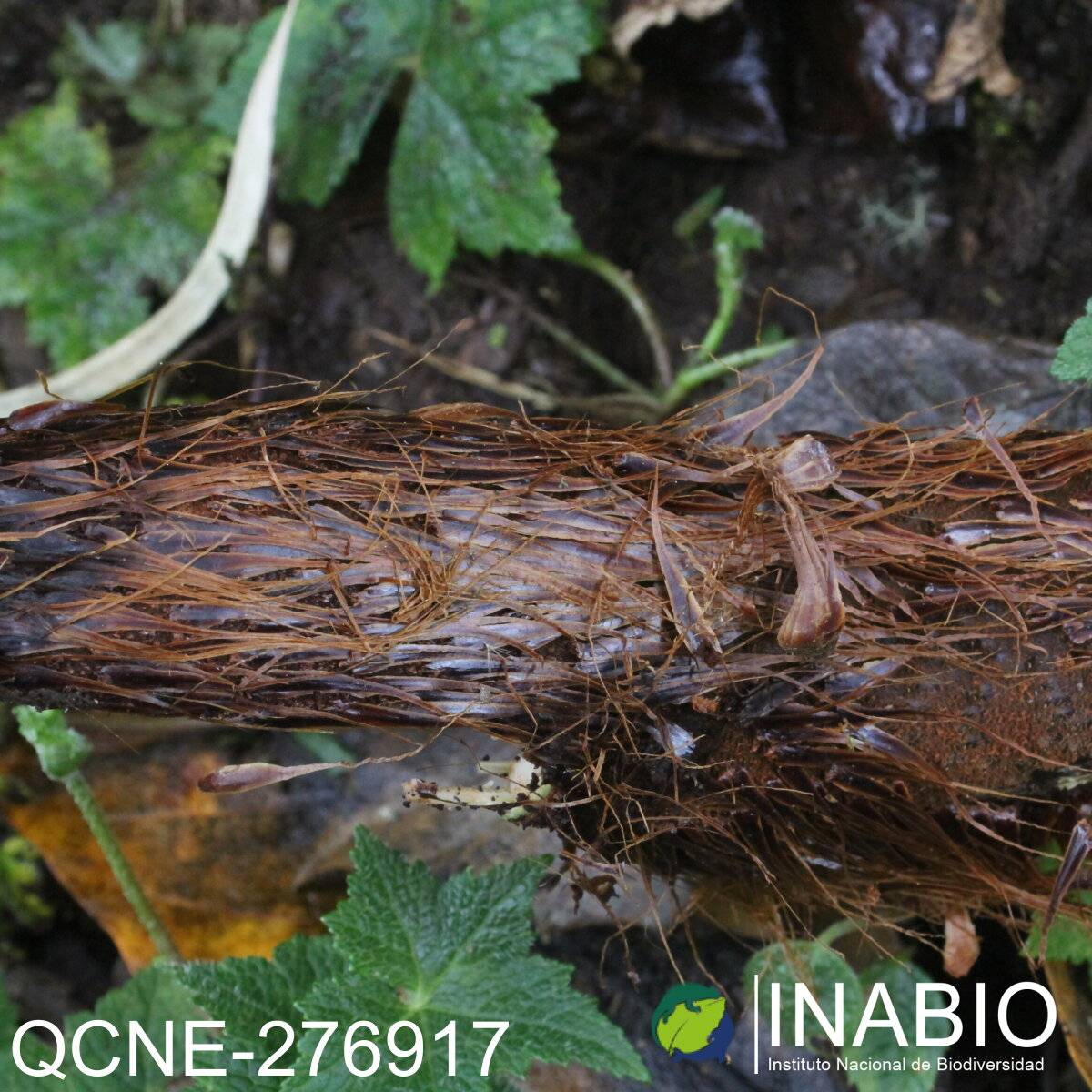 Cyathea tungurahuae image