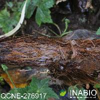 Cyathea tungurahuae image