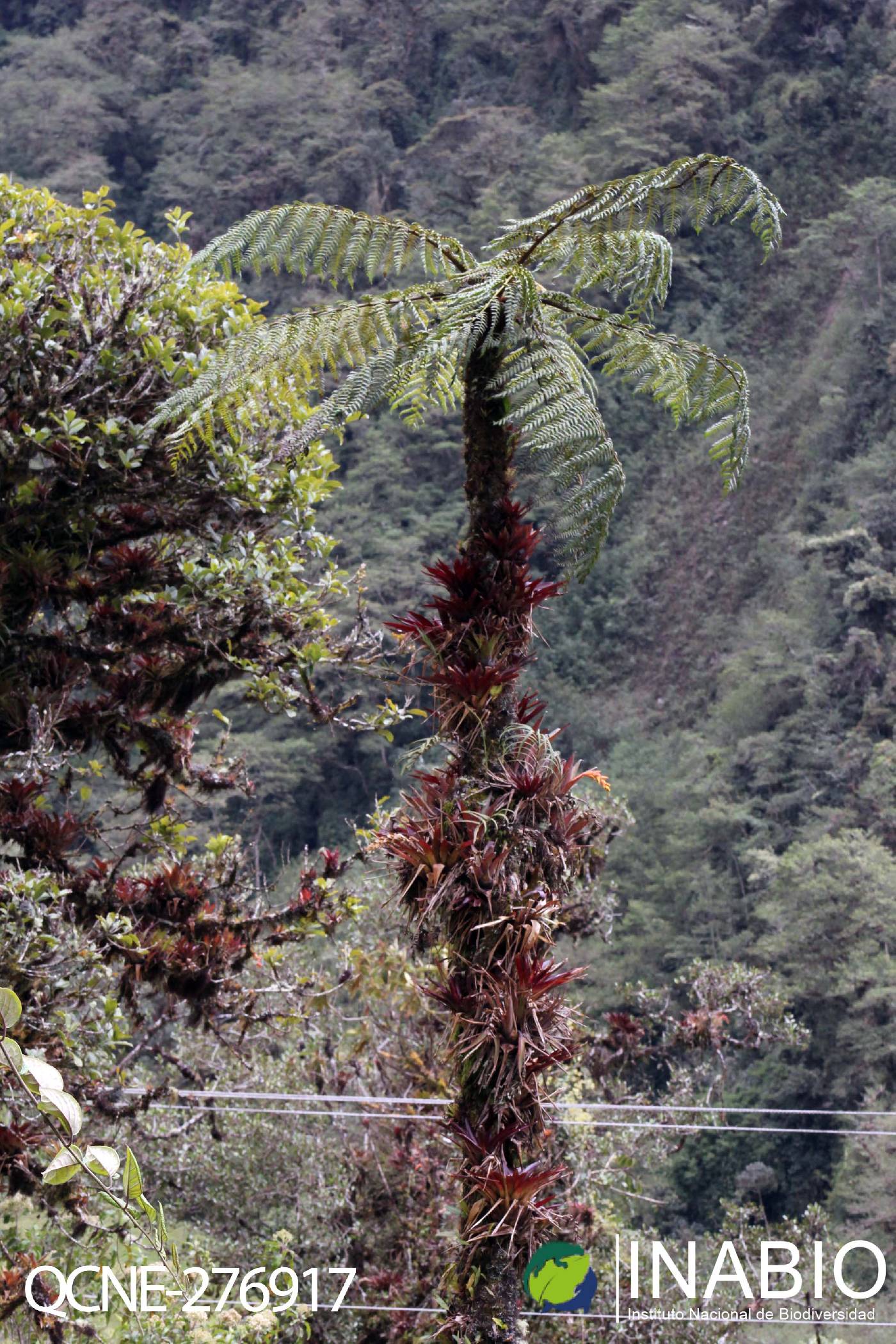 Cyathea tungurahuae image