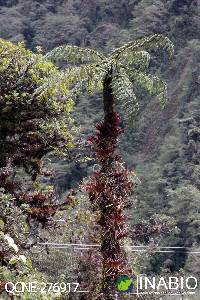 Cyathea tungurahuae image