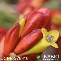 Guzmania bakeri image