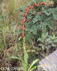 Guzmania bakeri image