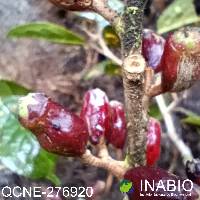 Symplocos quitensis image