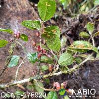 Symplocos quitensis image