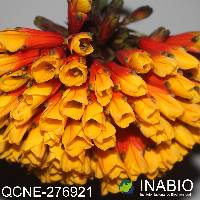 Bomarea multiflora image