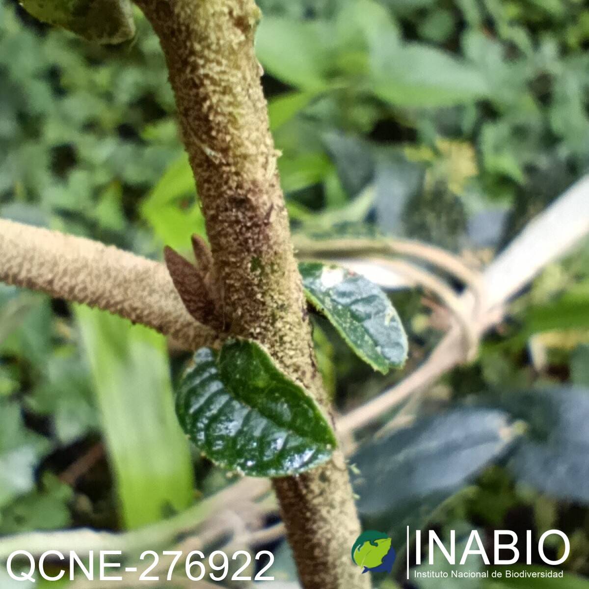 Sessea vestita image