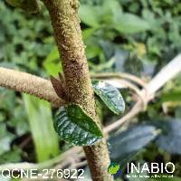 Sessea vestita image