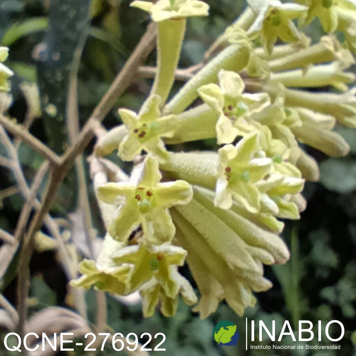 Sessea vestita image