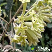 Image of Sessea vestita