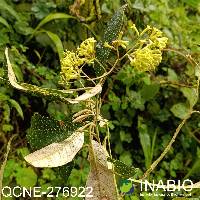 Sessea vestita image