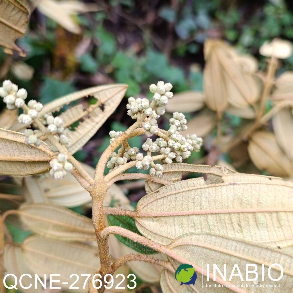 Miconia bracteolata image