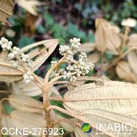 Miconia bracteolata image