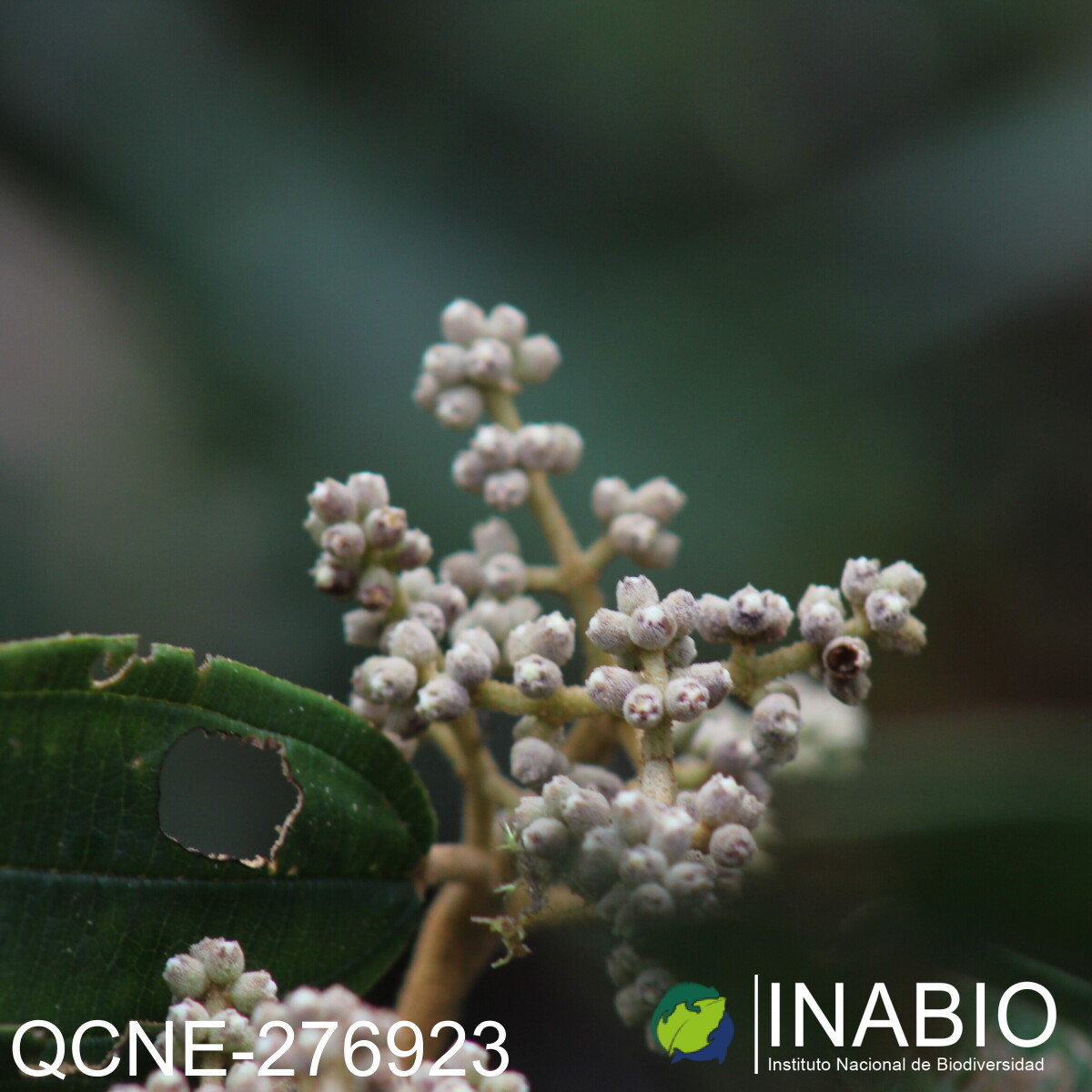 Miconia bracteolata image