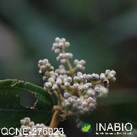 Miconia bracteolata image